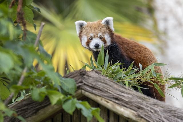 red panda surrounded by some plants